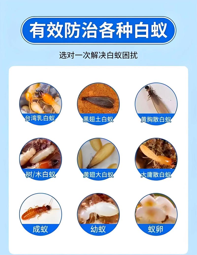 白蚁防治